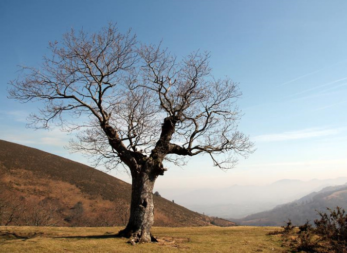 Pourquoi les forêts meurent-elles ?