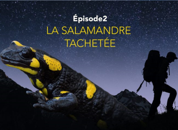 SALAMANDRE TV – Une plateforme de films dédiés à la nature  