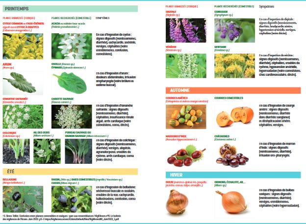 Plantes Toxiques Et Plantes Comestibles Attention Aux Confusions Ffrandonnee Val De Marne Plantes Toxiques Et Plantes Comestibles Attention Aux Confusions Ffrandonnee Val De Marne