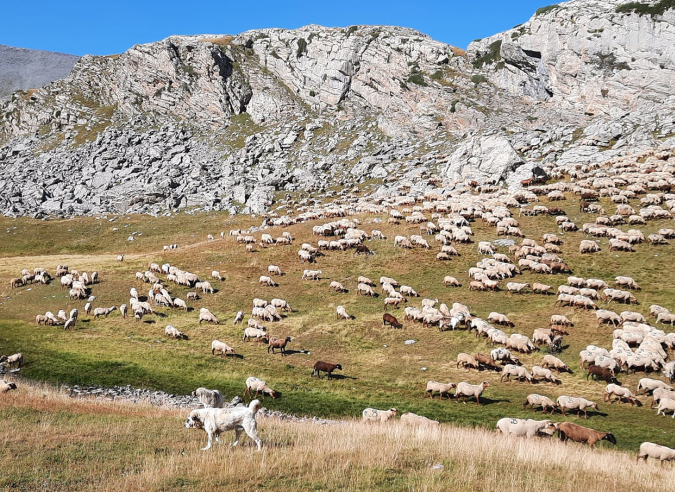 Le pastoralisme dans les Parcs nationaux 