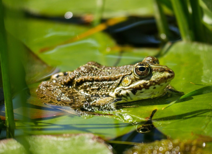 Zoom sur les espèces de serpents et amphibiens désormais protégées