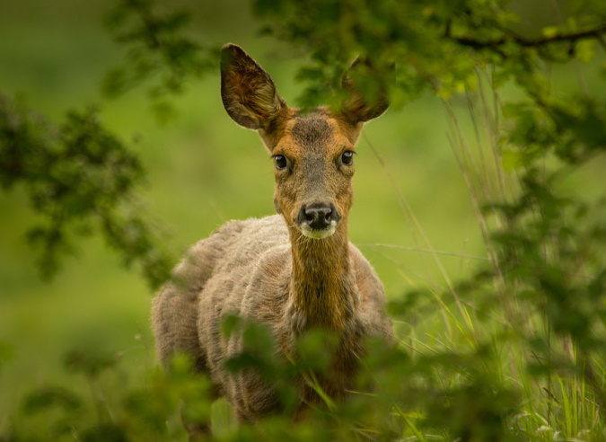 Sologne : limitation de l’engrillagement des espaces naturels