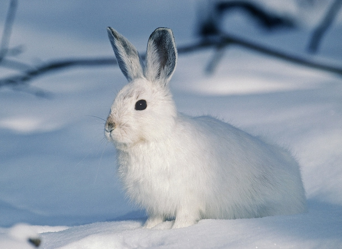 Le dérangement hivernal de la faune : les professionnels de la montagne se forment 