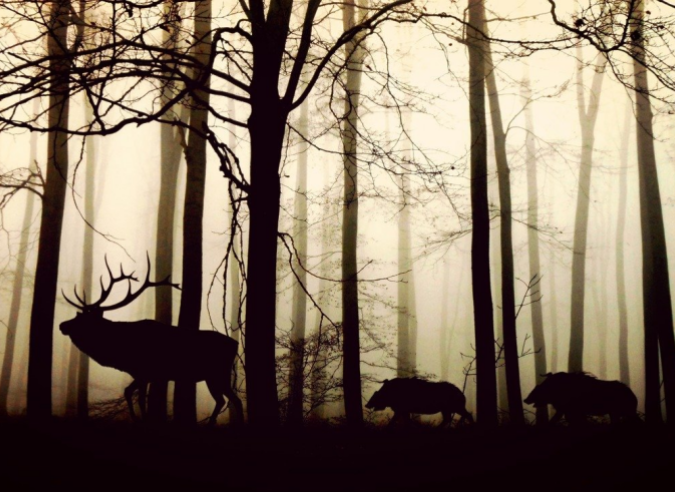 La chasse est indispensable pour réguler la grande faune en forêt 