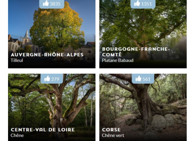 Votez pour l’arbre de l’année 2022 ! Votez pour l’arbre de l’année 2022 !
