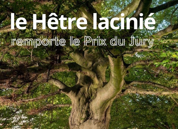  Le palmarès de l’Arbre de l’année, édition 2025 