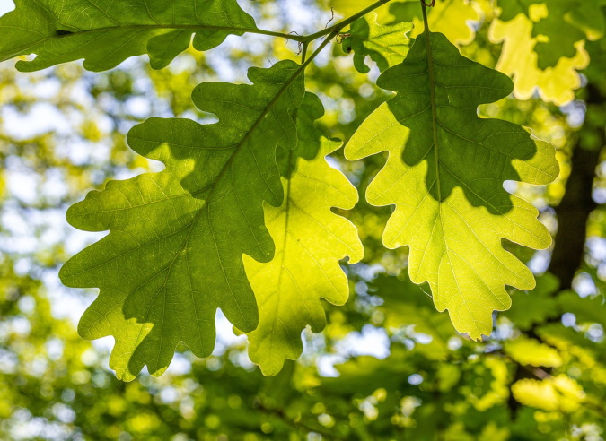  La forêt de chênes inscrite au patrimoine culturel immatériel