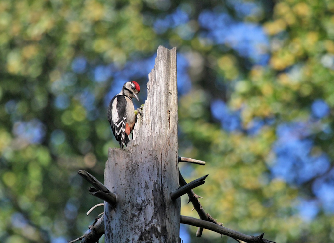 Le bois mort en forêt ? C’est aussi un lieu de vie !  Le bois mort en forêt ? C’est aussi un lieu de vie !