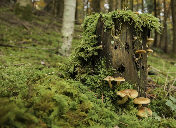 Pourquoi certains arbres en forêt sont-ils marqués d’un triangle ? Pourquoi certains arbres en forêt sont-ils marqués d’un triangle ?