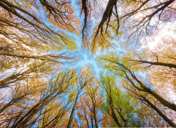  Changement climatique : la forêt française sous observation 