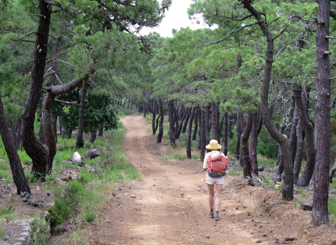 La forêt, un refuge en cas d’épidémie ?