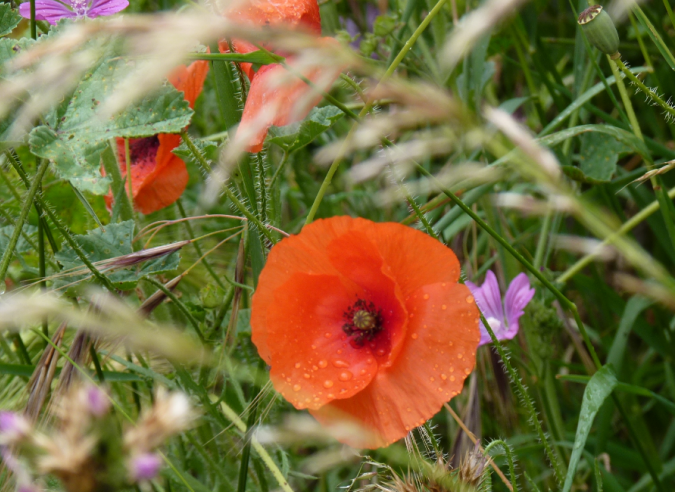 La FFRandonnée s’engage pour l'écologie-biodiversité