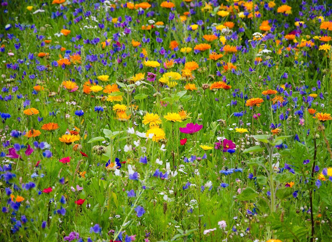 Initiez-vous à l'écologie et à la biodiversité  avec la FFRandonnée !  