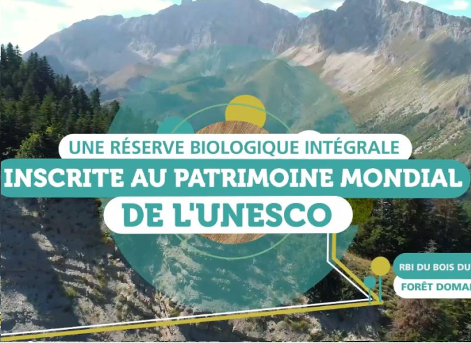 Un trésor forestier : le Bois du Chapitre – Petit Buech (Hautes-Alpes) Un trésor forestier : le Bois du Chapitre – Petit Buech (Hautes-Alpes)