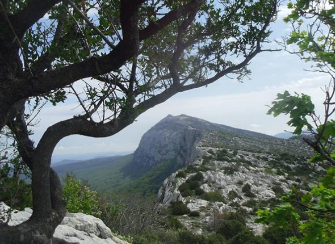  La forêt domaniale de la Sainte-Baume : une forêt d’exception 