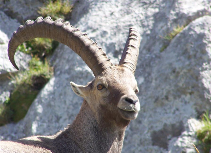 2024 : l’année du bouquetin dans les Pyrénées ! 