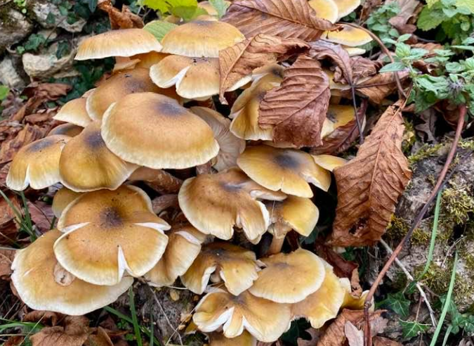 La carte IGN des champignons 
