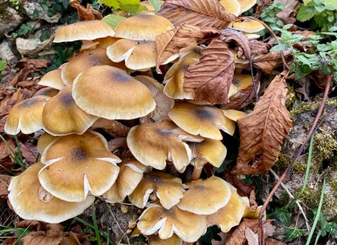Comment bien cueillir les champignons en forêt ? 