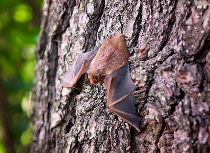 Des chauves-souris bien installées dans le Champsaur Des chauves-souris bien installées dans le Champsaur