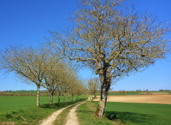 Préserver les chemins ruraux : les associations mobilisées dans l’Allier