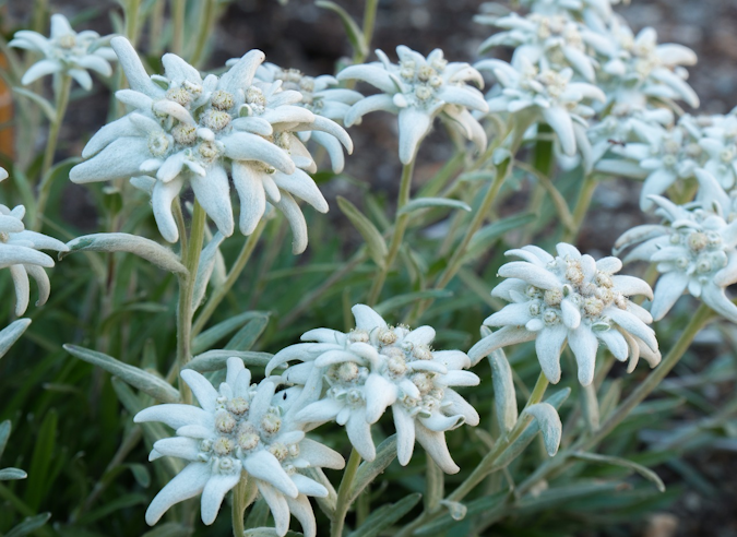 La Savoie réglemente strictement la cueillette des plantes sauvages de montagne 