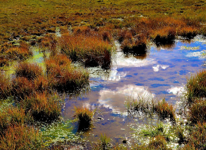  Les tourbières : des zones humides trésors de biodiversité  