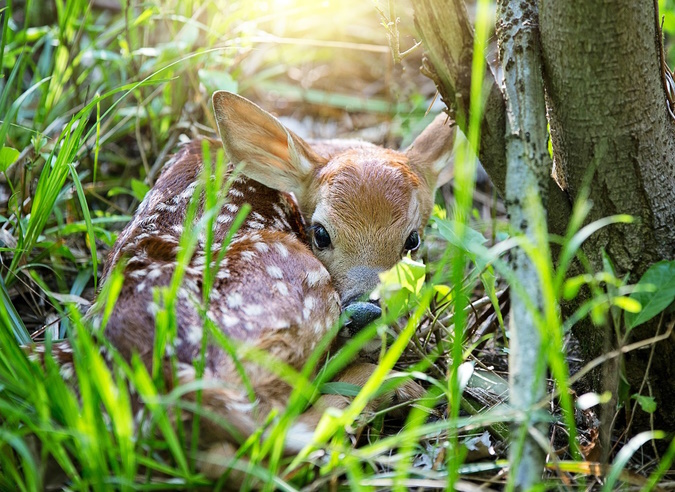 Un faon laissé seul n’est pas un faon abandonné ! Un faon laissé seul n’est pas un faon abandonné !
