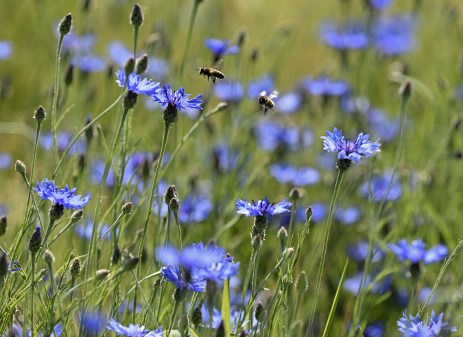  Le Bleuet fleurit-il encore nos moissons ?