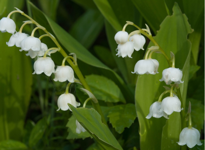 La cueillette du muguet en forêt : les bonnes pratiques La cueillette du muguet en forêt : les bonnes pratiques
