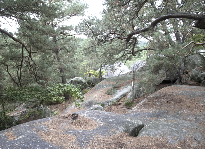  Les origines de la randonnée : illustration en forêt de Fontainebleau