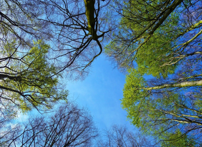 Des balades en forêt pour tout l’été avec l’ONF 