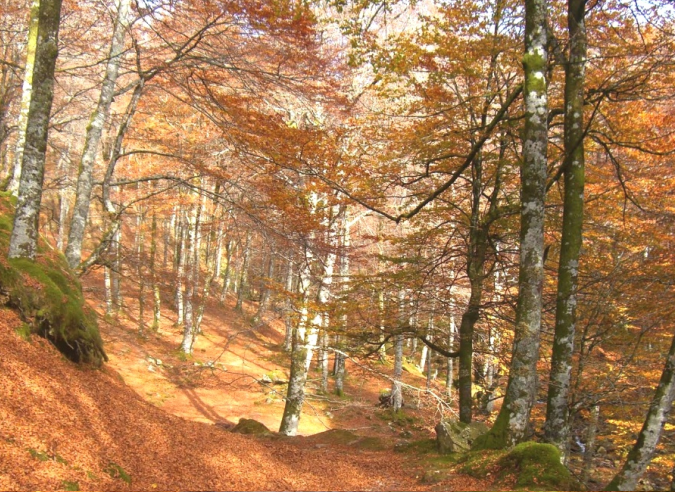  Randonner en forêt en automne ; dix propositions en France 