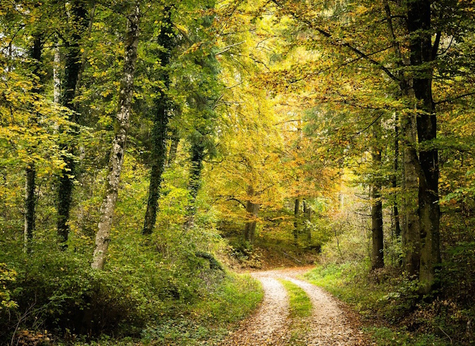 Comment gérer durablement la forêt ? Comment gérer durablement la forêt ?