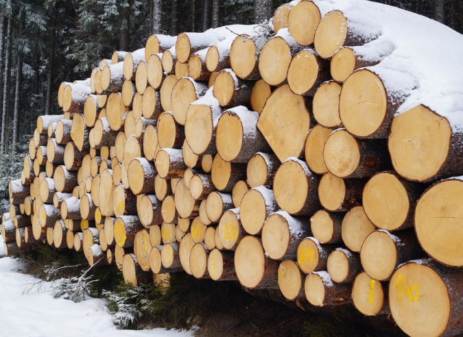  L’hiver en forêt