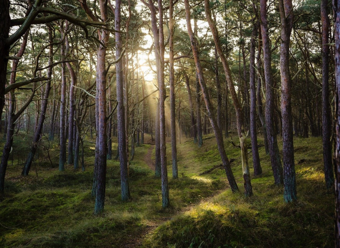 Faire un don pour reconstituer la forêt en Gironde 