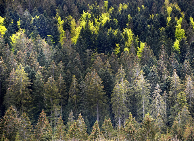Des arbres abattus pour la bonne cause : préserver la biodiversité ! Des arbres abattus pour la bonne cause : préserver la biodiversité !