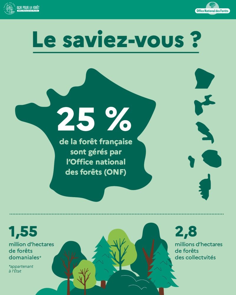 schema-foret