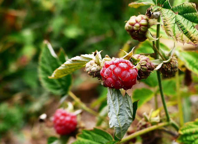  La cueillette des fruits sauvages : les règles d’or 