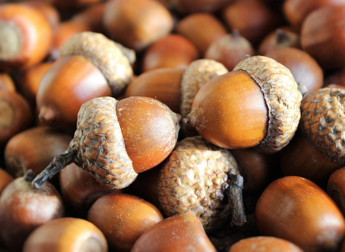 En automne, on récolte les graines en forêt. Pourquoi ? 