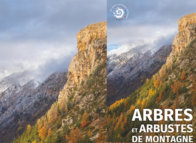 Guide : Arbres et arbustes de montagne 