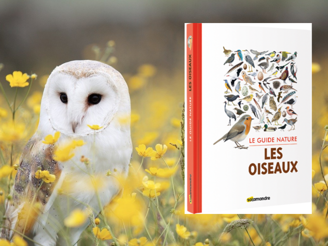  Guide nature : Les oiseaux