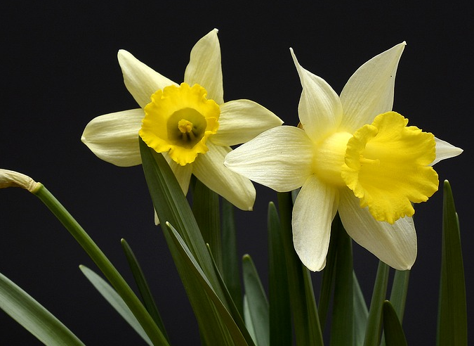 La cueillette des jonquilles en forêt : comment connaître les règles ? 