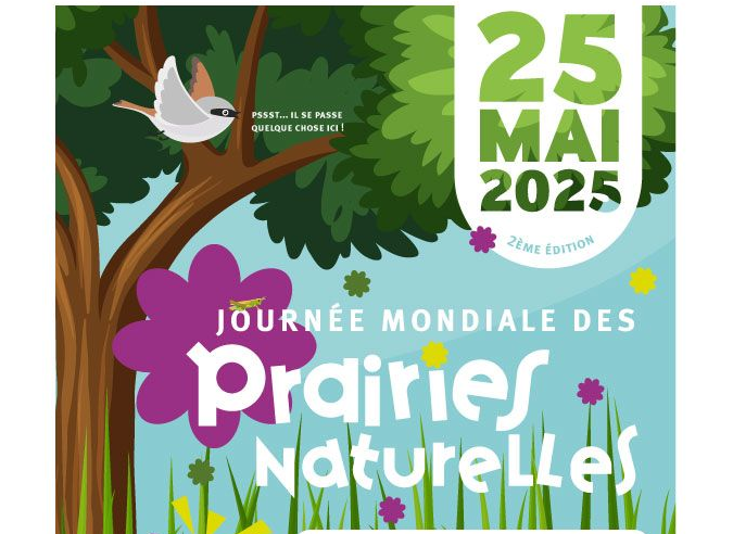 25 mai 2025 : fêtons la Journée mondiale des prairies naturelles ! 25 mai 2025 : fêtons la Journée mondiale des prairies naturelles !