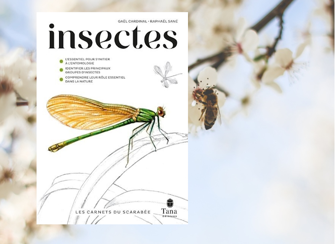 Guide : Les carnets du scarabée - insectes  