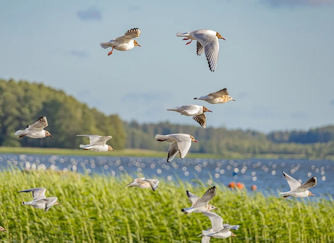 Pourquoi pas un grand trek dans les États Baltes ?  Pourquoi pas un grand trek dans les États Baltes ?