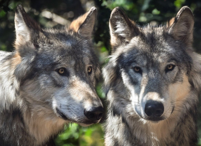 Cohabiter avec le loup ? C’est possible ! Cohabiter avec le loup ? C’est possible !