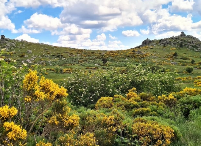 En Lozère, des coupes de bois impactent des itinéraires de Grande Randonnée 