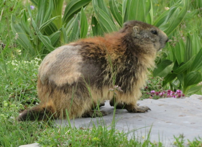 Les marmottes : les bons gestes quand on les rencontre en montagne 