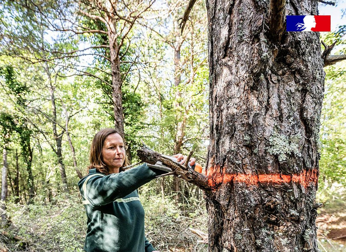 Que signifient les marquages des arbres en forêt ?