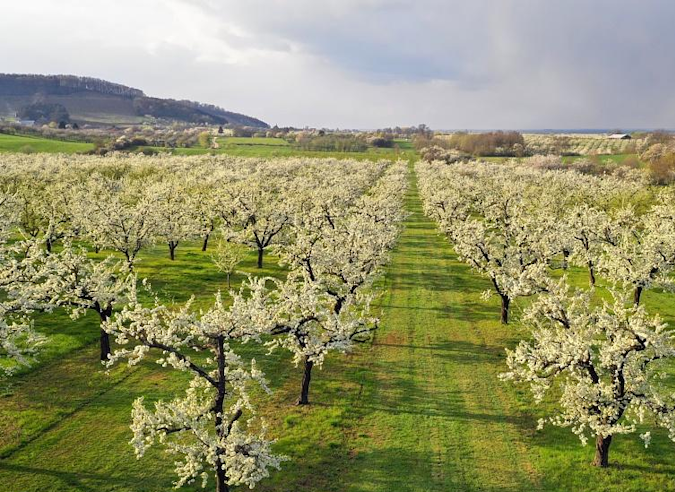 Cap sur les Côtes de Meuse au printemps ! 
